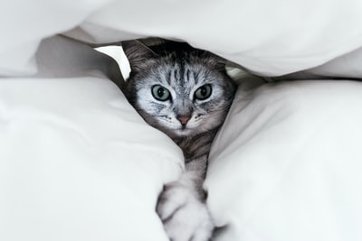 白枕下灰猫